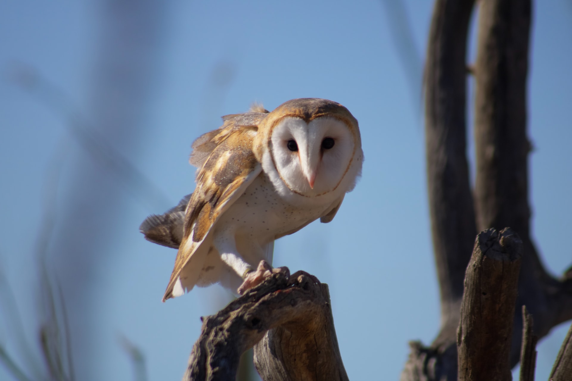 image of a barn owl