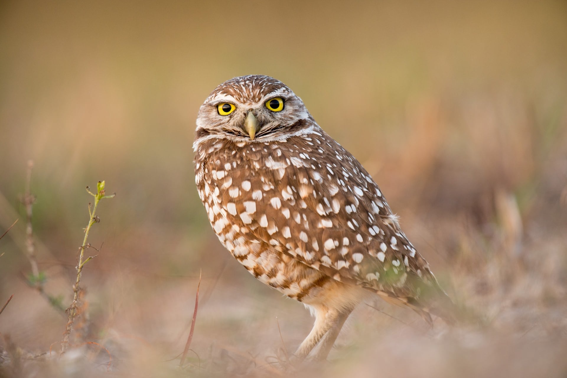 image of a burrowing owl