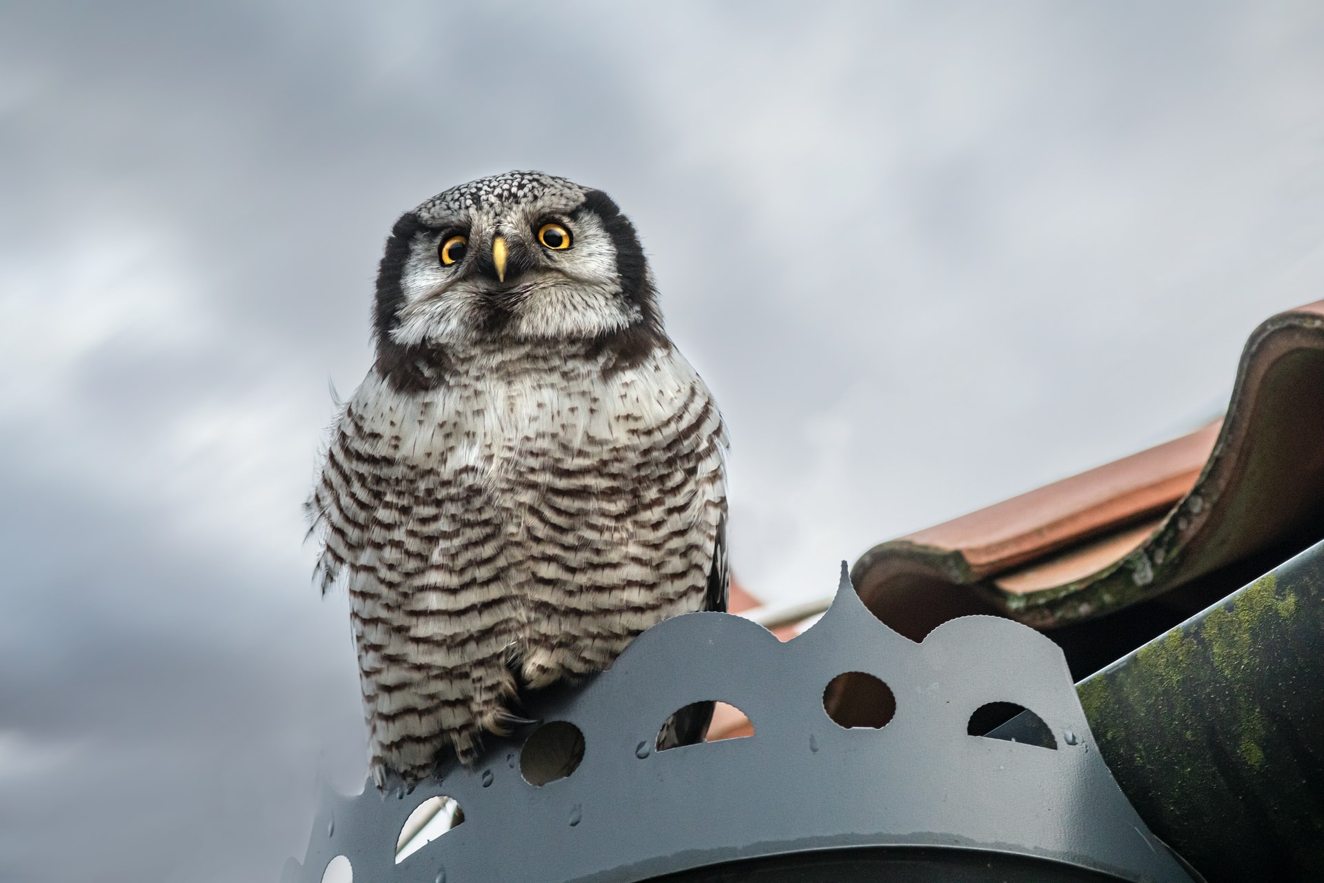 image of a northern hawk-owl