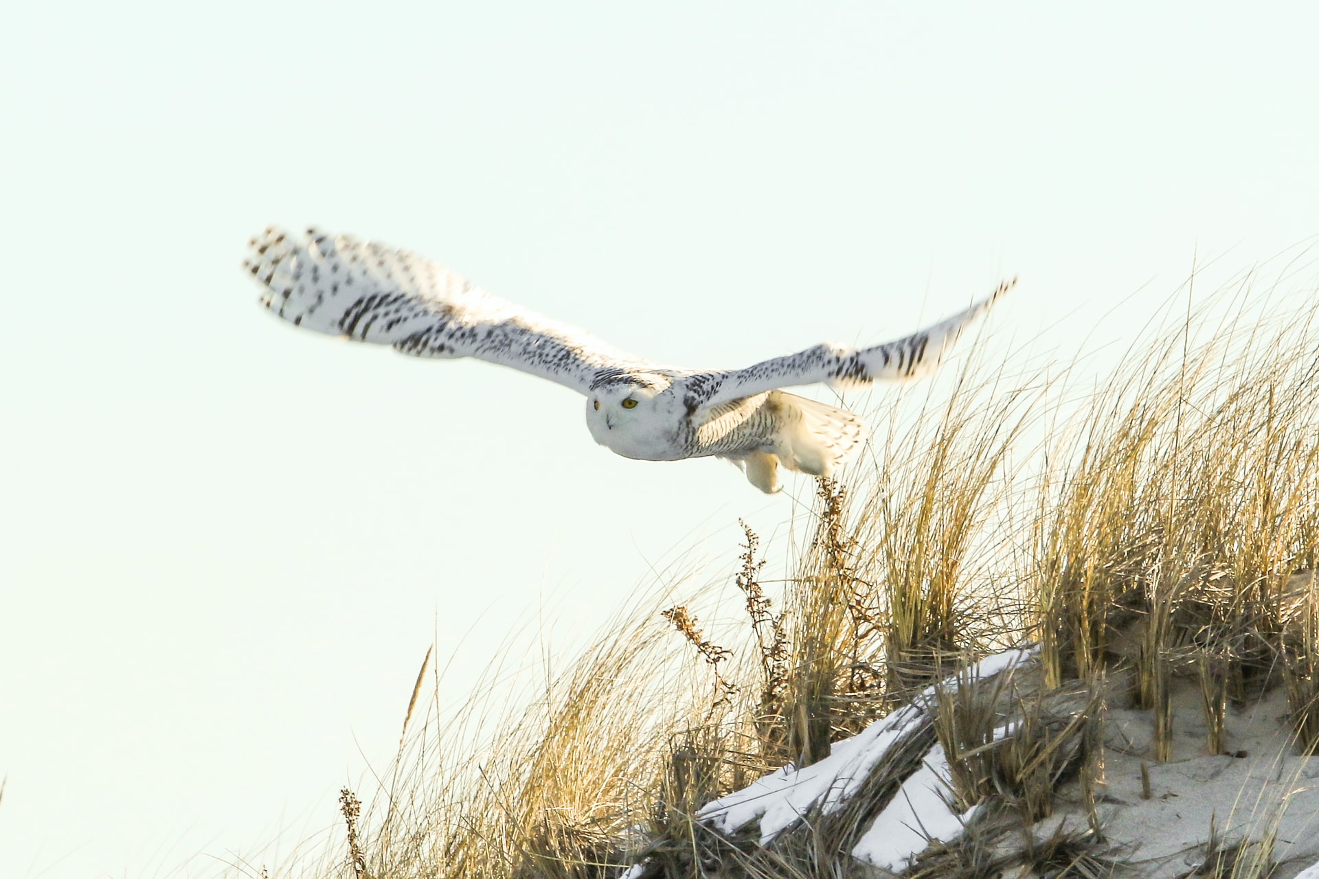 image of a snow owl