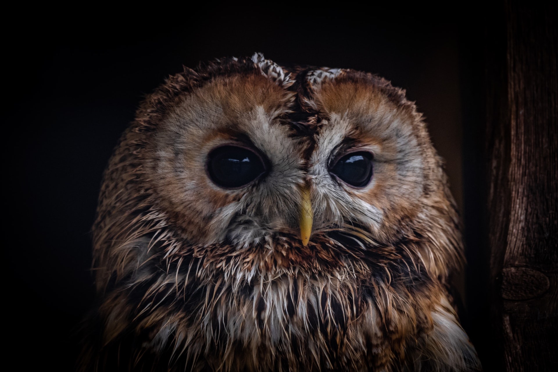 image of a snow owl