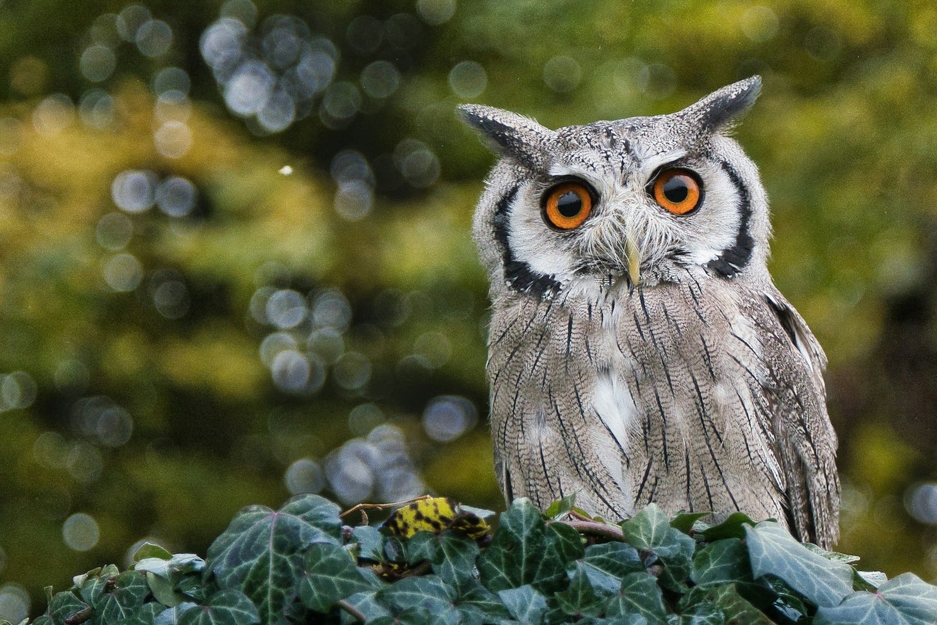 image of a southern white faced owl